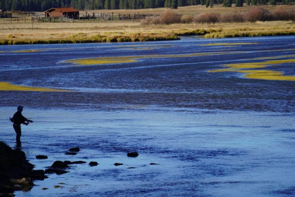 School of Trout - 11