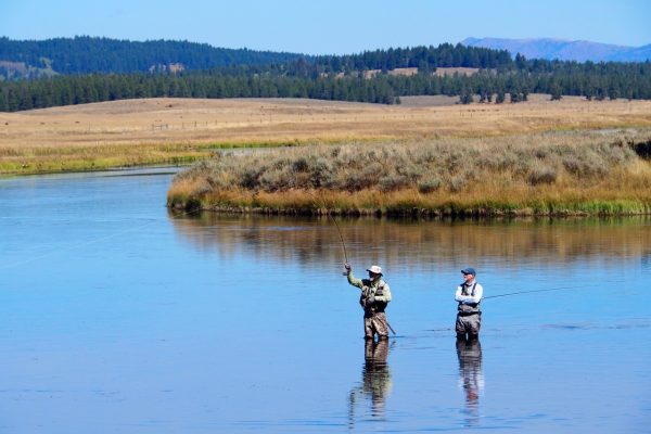 School of Trout - 14