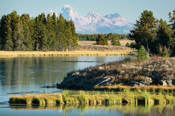 School of Trout - 17