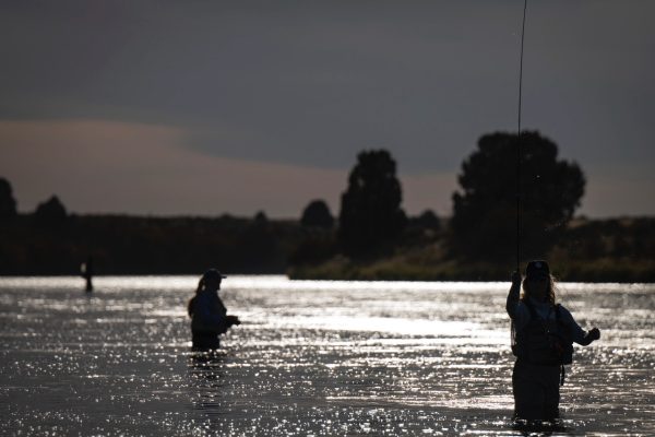 School of Trout - 18