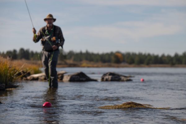 School of Trout - 21