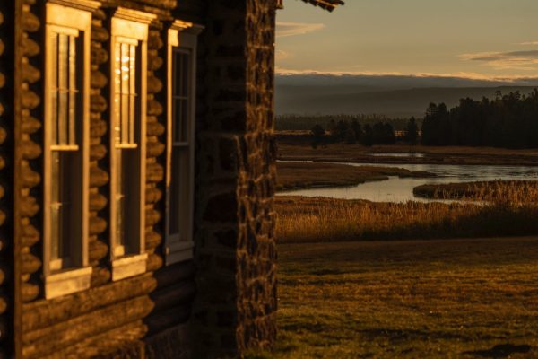 School of Trout - 24